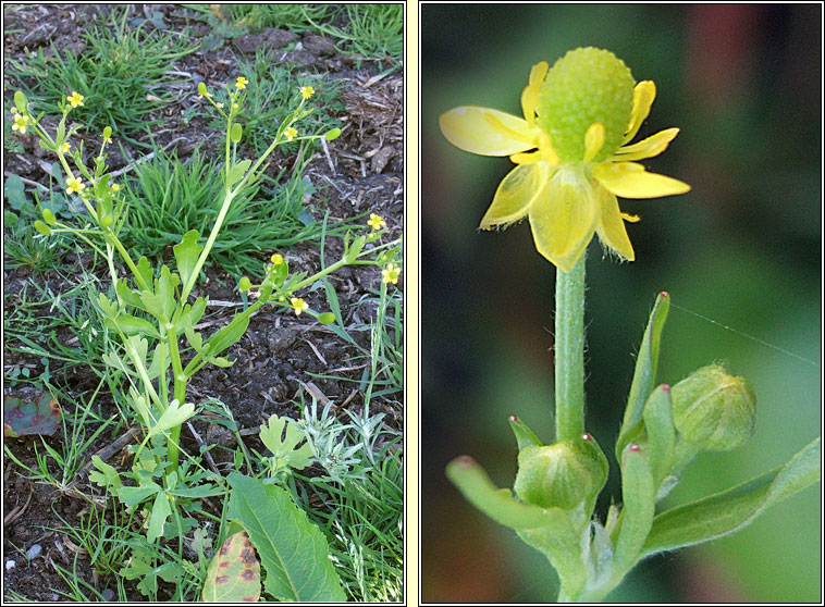 Celery-leaved Buttercup, Ranunculus sceleratus, Toicheas fi�in