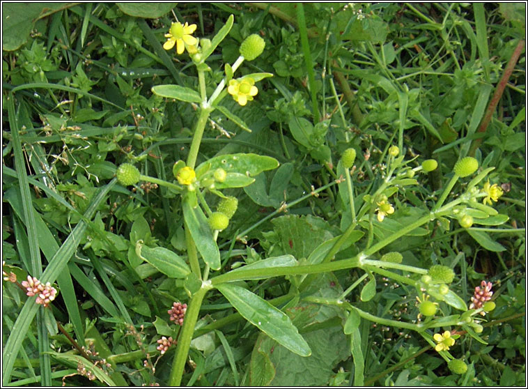 Celery-leaved Buttercup, Ranunculus sceleratus, Toicheas fi�in