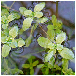 Common Water-starwort, Callitriche stagnalis, R�ilt�n uisce