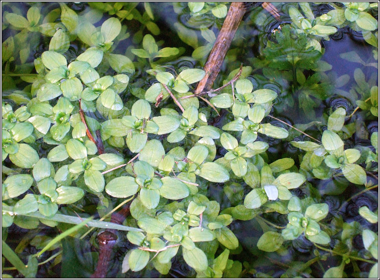 Common Water-starwort, Callitriche stagnalis, R�ilt�n uisce