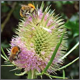 Teasel, Dipsacus fullonum, Lead�n �caire