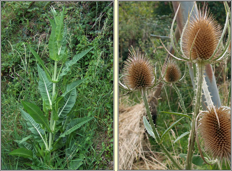 Teasel, Dipsacus fullonum, Lead�n �caire