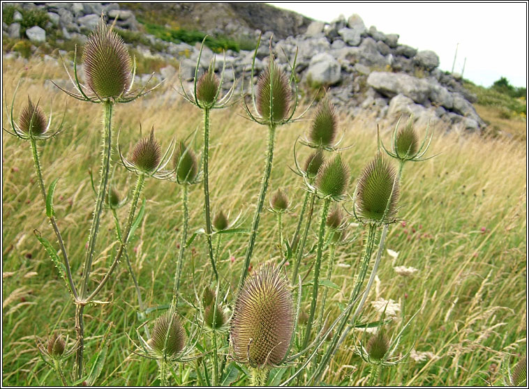Teasel, Dipsacus fullonum, Lead�n �caire