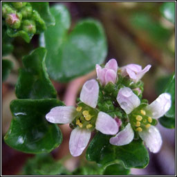 Danish Scurvygrass, Cochlearia danica, Carr�n creige