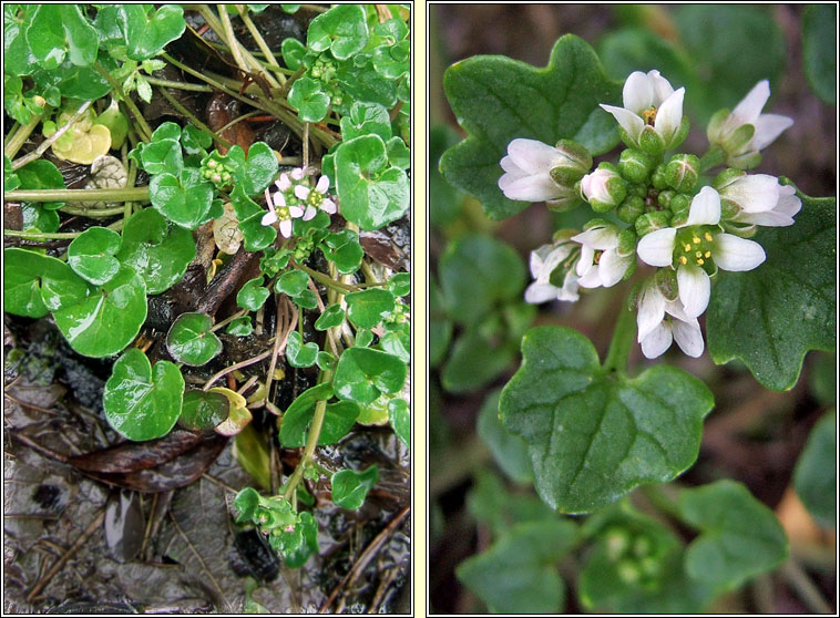 Danish Scurvygrass, Cochlearia danica, Carr�n creige