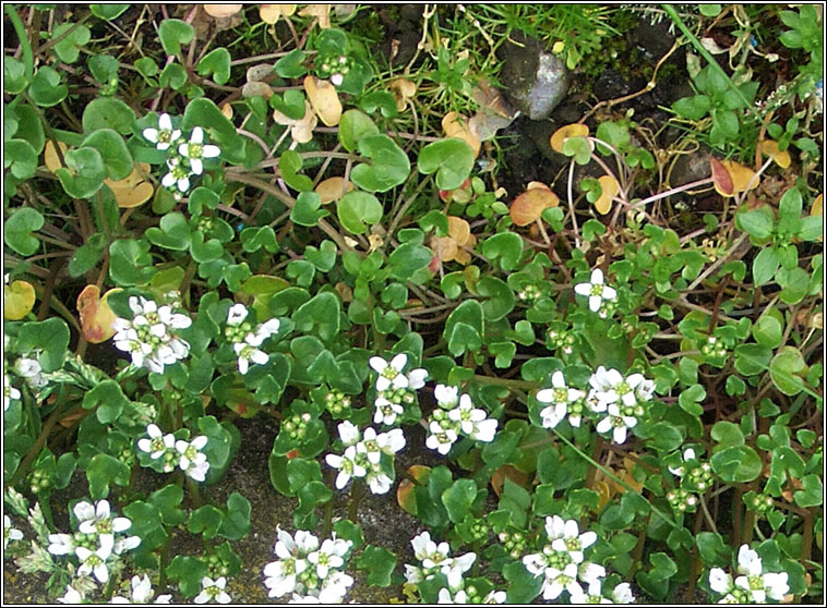 Danish Scurvygrass, Cochlearia danica, Carr�n creige
