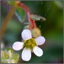 Rue-leaved Saxifrage, Saxifraga tridactylites, M�ran balla