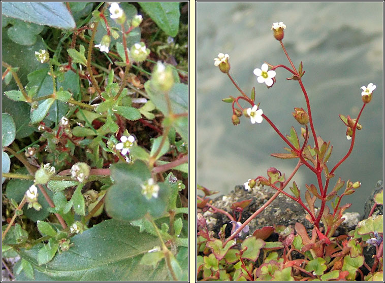 Rue-leaved Saxifrage, Saxifraga tridactylites, M�ran balla