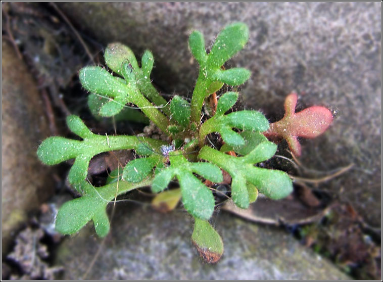 Rue-leaved Saxifrage, Saxifraga tridactylites, M�ran balla