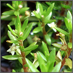 New Zealand Pigmyweed, Crassula helmsii, Crasal Nua-Sh�alannach