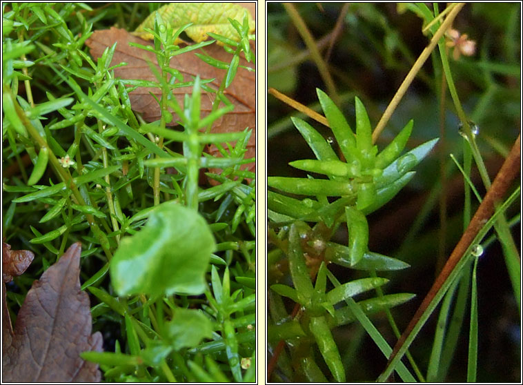 New Zealand Pigmyweed, Crassula helmsii, Crasal Nua-Sh�alannach