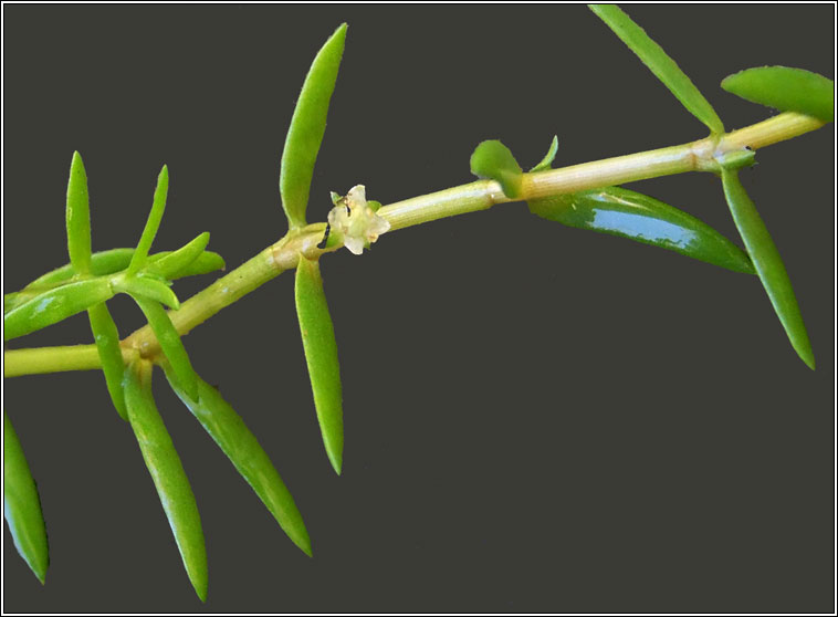 New Zealand Pigmyweed, Crassula helmsii, Crasal Nua-Sh�alannach