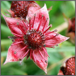 Marsh Cinquefoil, Comarum palustre, Cn� l�ana