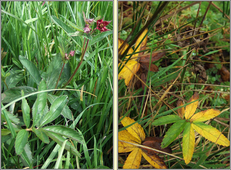 Marsh Cinquefoil, Comarum palustre, Cn� l�ana