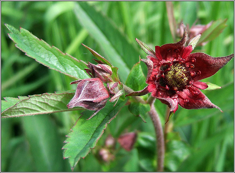 Marsh Cinquefoil, Potentilla palustris, Cn� l�ana