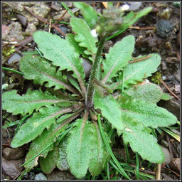 Thale Cress, Arabidopsis thaliana, Tail�s