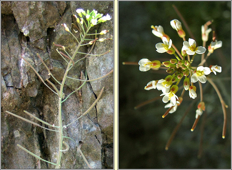 Thale Cress, Arabidopsis thaliana, Tail�s