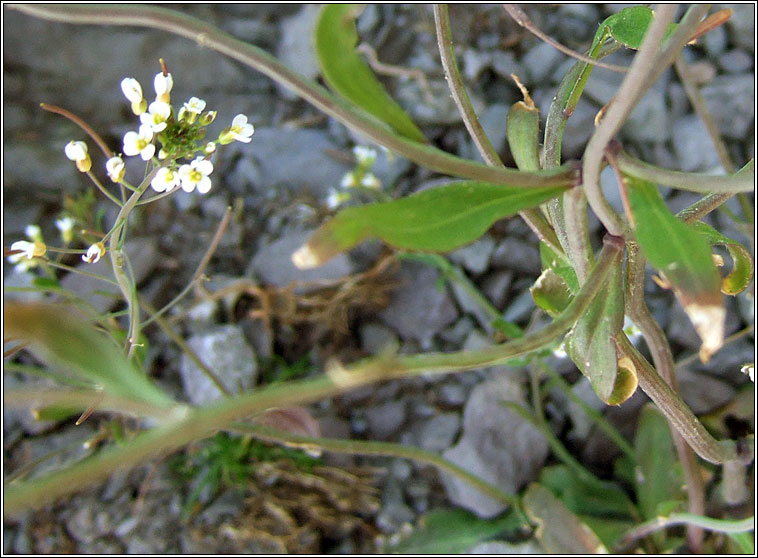 Thale Cress, Arabidopsis thaliana, Tail�s