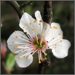 Cherry Plum, Prunus cerasifera, Phraiseach bhu�