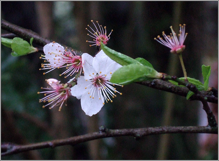 Cherry Plum, Prunus cerasifera, Phraiseach bhu�