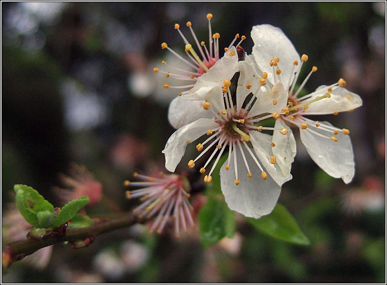 Cherry Plum, Prunus cerasifera, Phraiseach bhu�