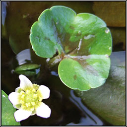 Ivy-leaved Crowfoot, Ranunculus hederaceus, N�al uisce eidhneach