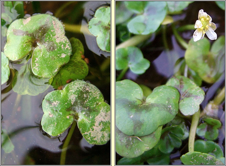 Ivy-leaved Crowfoot, Ranunculus hederaceus, N�al uisce eidhneach