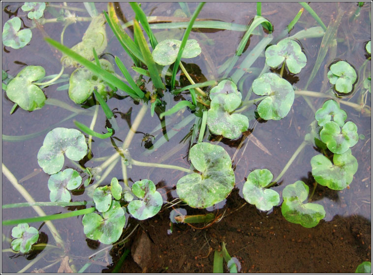 Ivy-leaved Crowfoot, Ranunculus hederaceus, N�al uisce eidhneach
