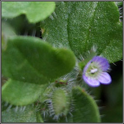 Ivy-leaved Speedwell, Veronica hederifolia, Lus cr� eidhneach