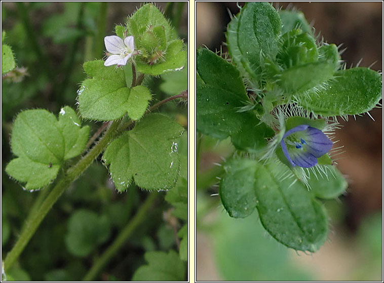 Ivy-leaved Speedwell, Veronica hederifolia, Lus cr� eidhneach
