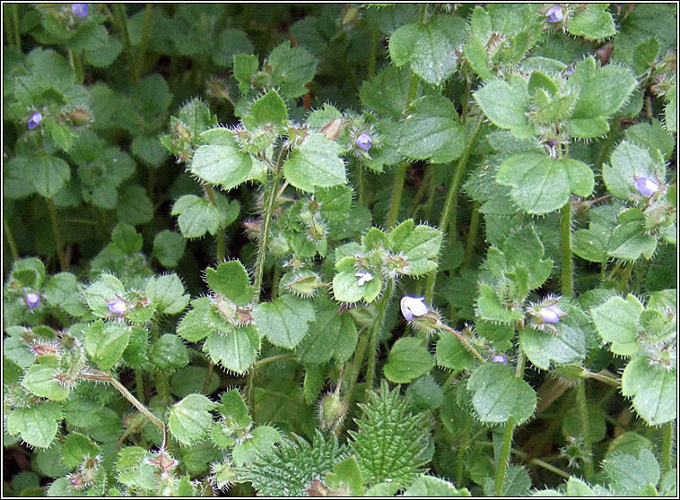 Ivy-leaved Speedwell, Veronica hederifolia, Lus cr� eidhneach