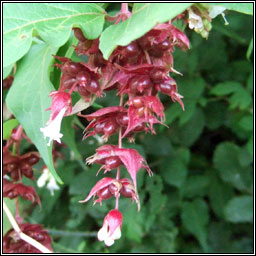 Himalayan honeysuckle, Leycesteria formosa, F�ithleann �lainn