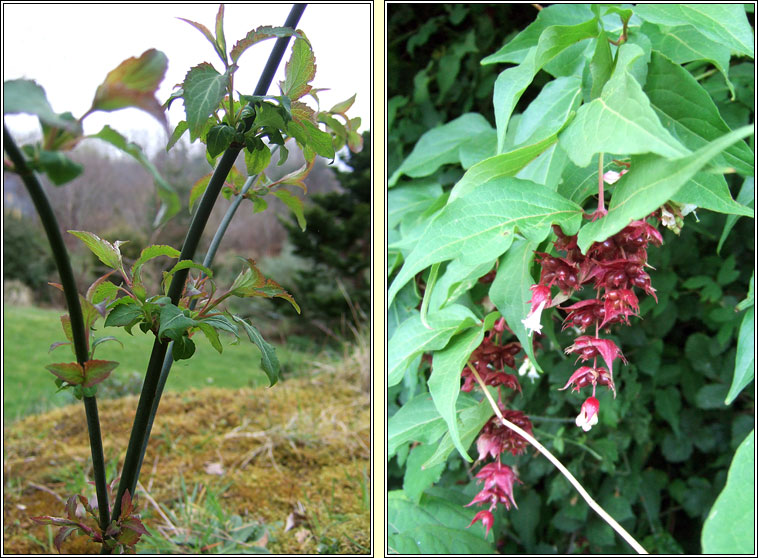 Himalayan honeysuckle, Leycesteria formosa, F�ithleann �lainn