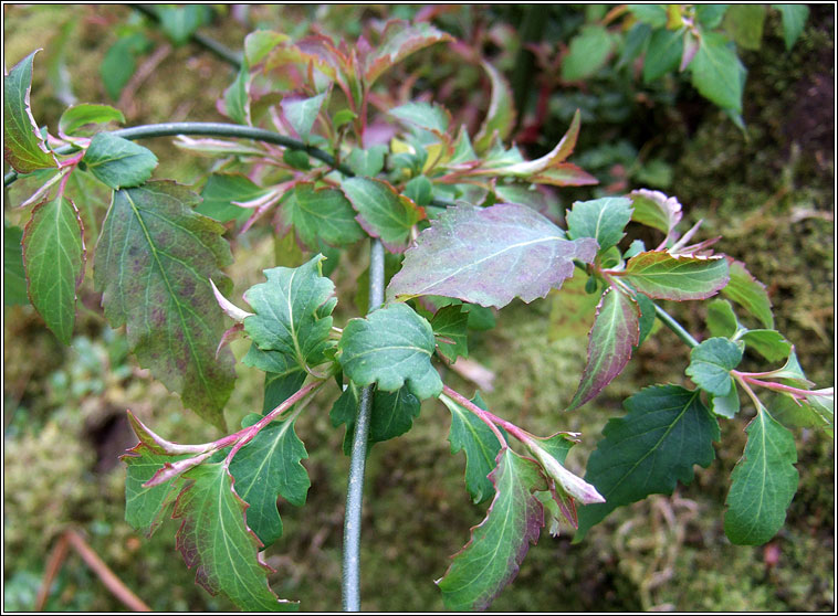 Himalayan honeysuckle, Leycesteria formosa, F�ithleann �lainn