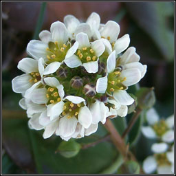 Common Scurvygrass, Cochlearia officinalis, Biolar tr�