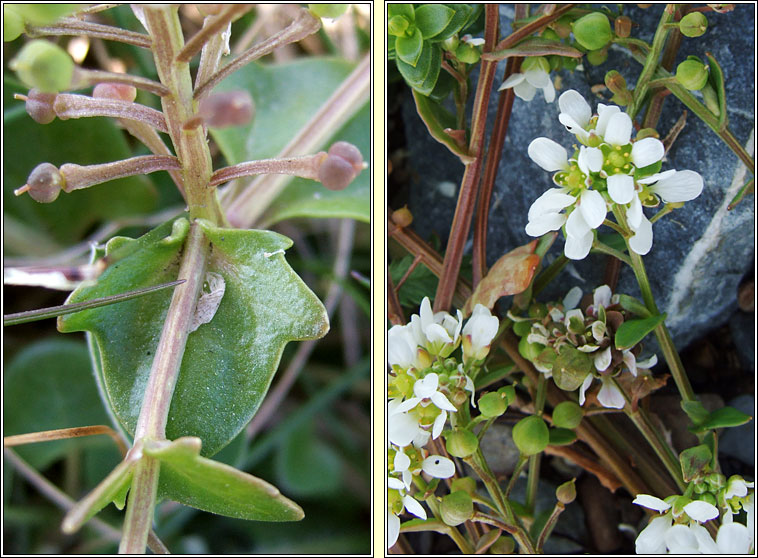 Common Scurvygrass, Cochlearia officinalis, Biolar tr�