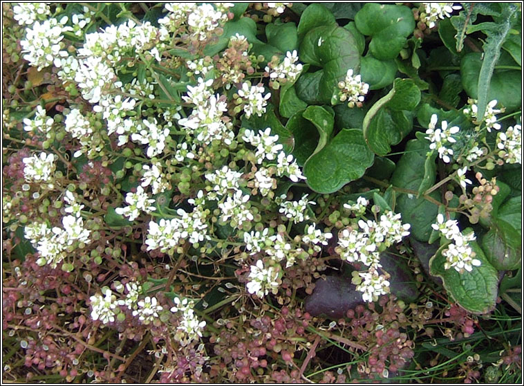 Common Scurvygrass, Cochlearia officinalis, Biolar tr�