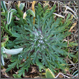 Bucks-horn Plantain, Plantago coronopus, Adharca fia