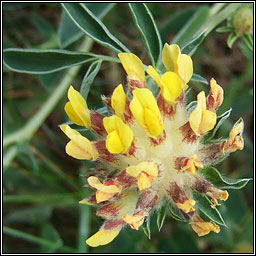 Kidney Vetch, Anthyllis vulneraria, M�ara Muire