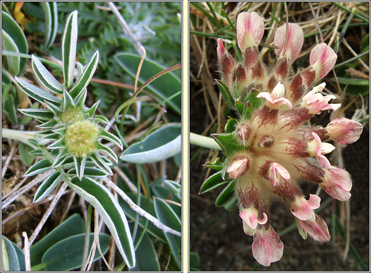 Kidney Vetch, Anthyllis vulneraria, M�ara Muire