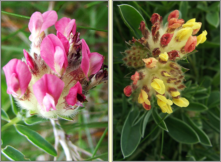 Kidney Vetch, Anthyllis vulneraria, M�ara Muire