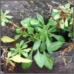 Sea Beet, Beta vulgaris subsp maritima, La�on na tr�