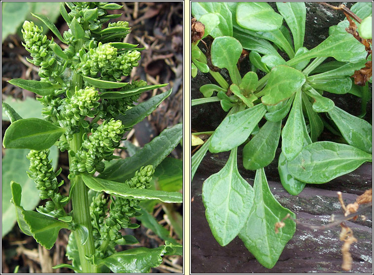 Sea Beet, Beta vulgaris subsp maritima, La�on na tr�