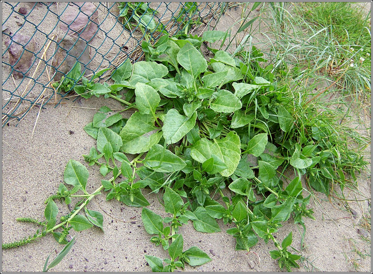 Sea Beet, Beta vulgaris subsp maritima, La�on na tr�