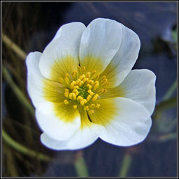 Stream Water-crowfoot, Ranunculus penicillatus, N�al uisce br�ige