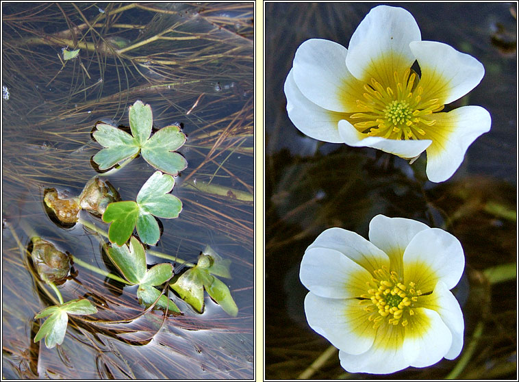 Stream Water-crowfoot, Ranunculus penicillatus, N�al uisce br�ige