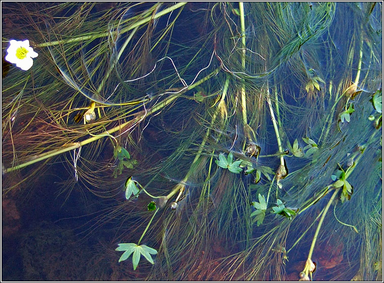 Stream Water-crowfoot, Ranunculus penicillatus, N�al uisce br�ige