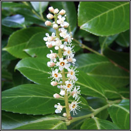 Laurel, Prunus laurocerasus, Labhras sil�n�