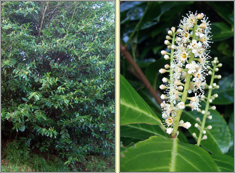 Laurel, Prunus laurocerasus, Labhras sil�n�
