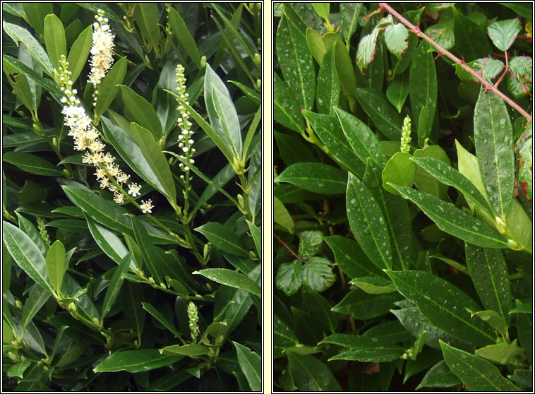 Laurel, Prunus laurocerasus, Labhras sil�n�